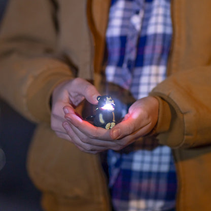 Black Bear WildLight